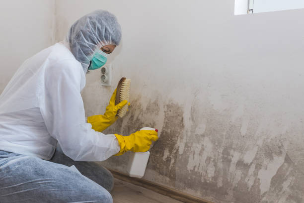 Best Fast Mold Removal  in Mitchell, SD