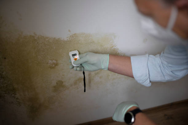 Best Office Mold Removal Services  in Mitchell, SD