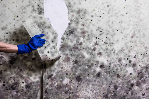Best Emergency Mold Removal  in Mitchell, SD